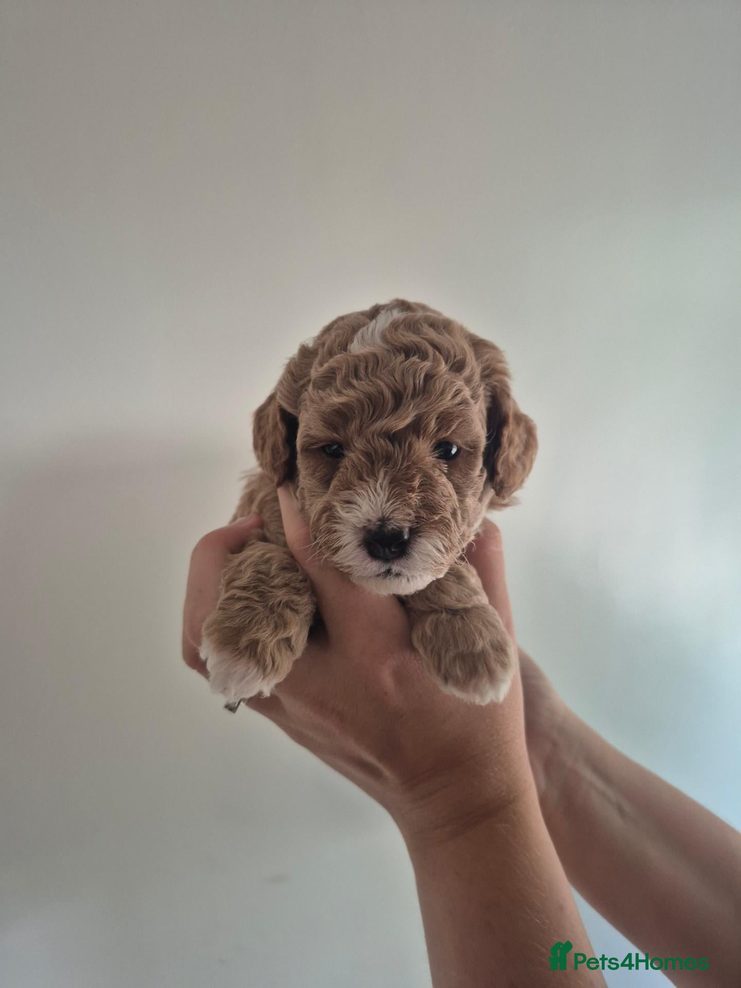 Cockapoo dogs F1B red and apricot curly and wavy cockapoos - Advert 1