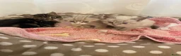 Mixed Breed cats for sale: Kittens for sale  - Advert 15