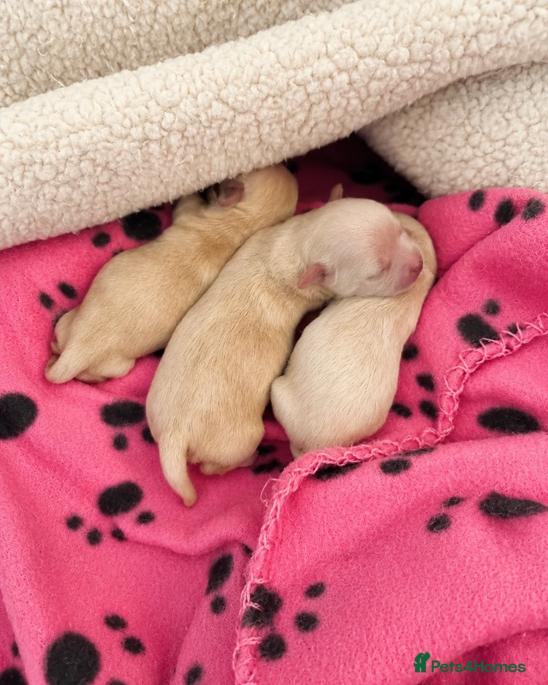 Maltipoo dogs for sale: Luxury Asian Maltipoo Girls 🩷 - Advert 1