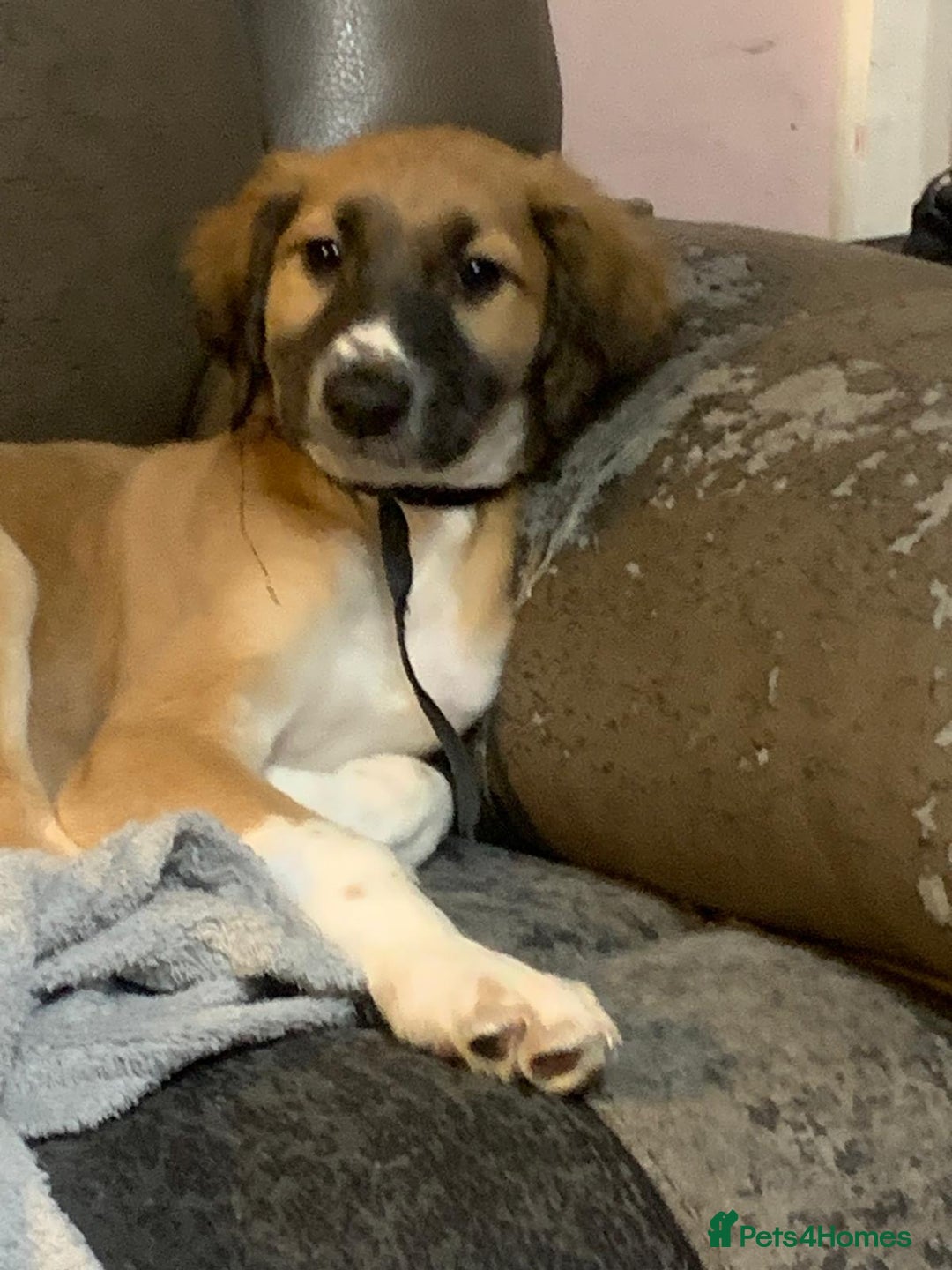 Mixed Breed dogs for sale:  3/4 saluki x 1/4 whippet puppies last two reduced - Advert 8