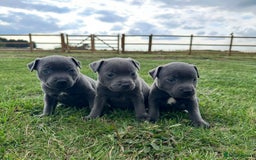 Staffordshire Bull Terrier dogs for sale: Gorgeous KC Reg/Health Tested Blue SBT Puppies - Image 1