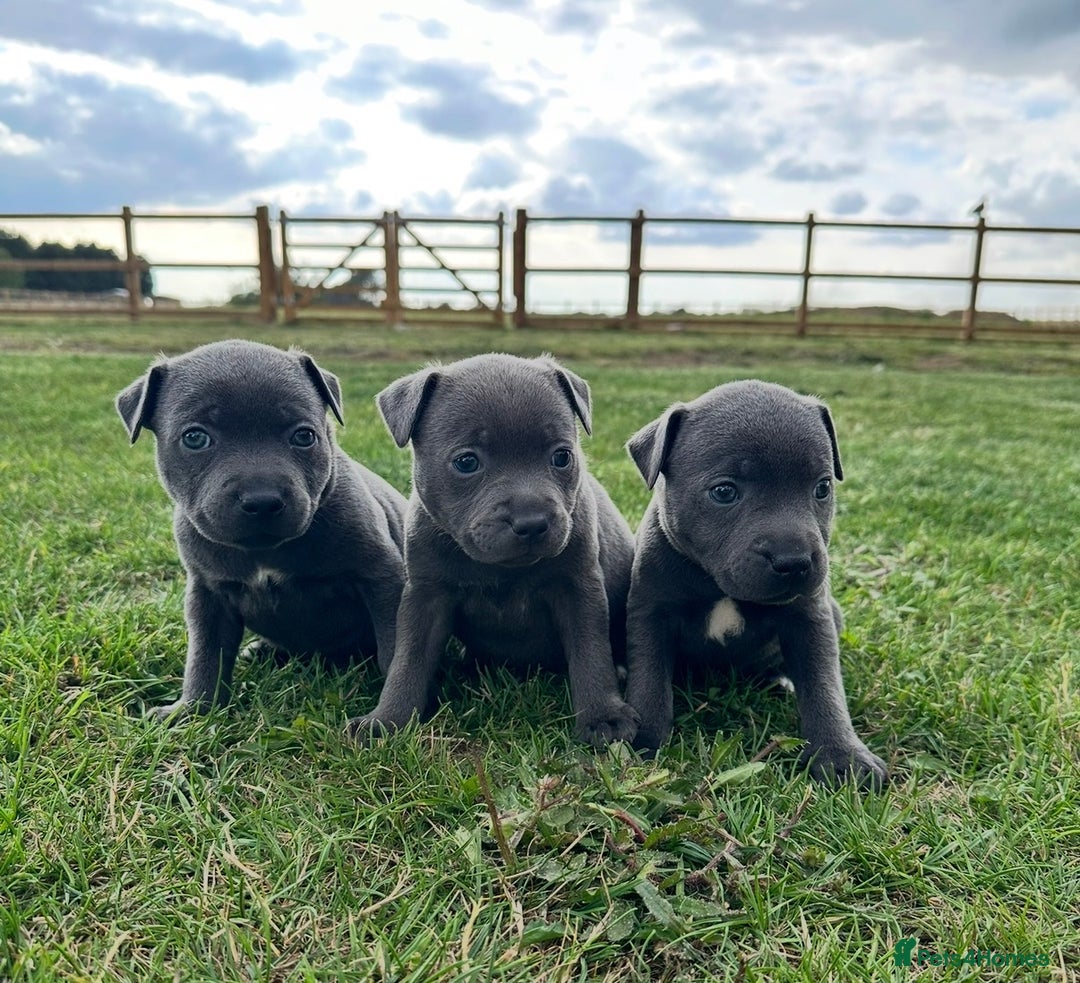 Staffordshire Bull Terrier dogs for sale: Gorgeous KC Reg/Health Tested Blue SBT Puppies - Image 1