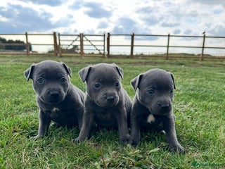 Staffordshire Bull Terrier dogs - Advert 13