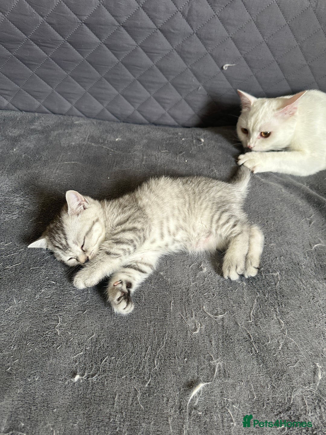 British Shorthair cats for sale: Stunning British Shorthair  - Image 5
