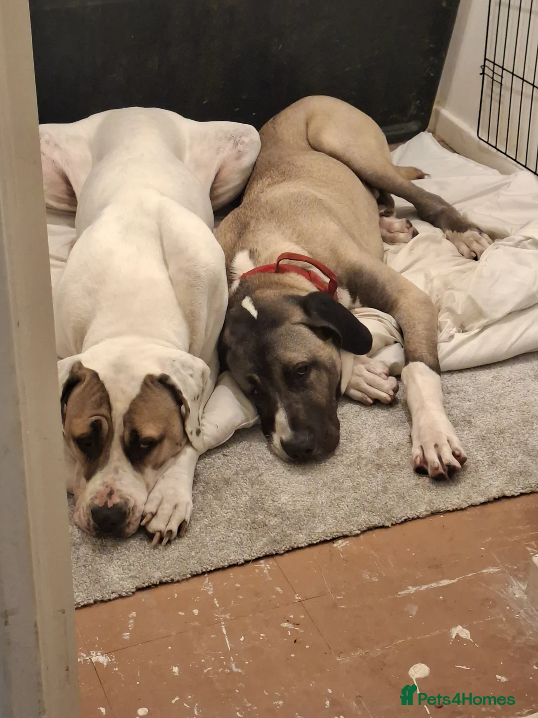 Mixed Breed dogs for sale: Beautiful Kangal x Alabai x Bully Kutta - Advert 1