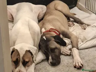 Mixed Breed dogs Beautiful Kangal x Alabai x Bully Kutta - Advert 3