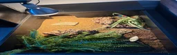 Hermann Tortoise reptiles for sale: Hermann’s Tortoise and Tortoise Table in Leeds - Advert 3