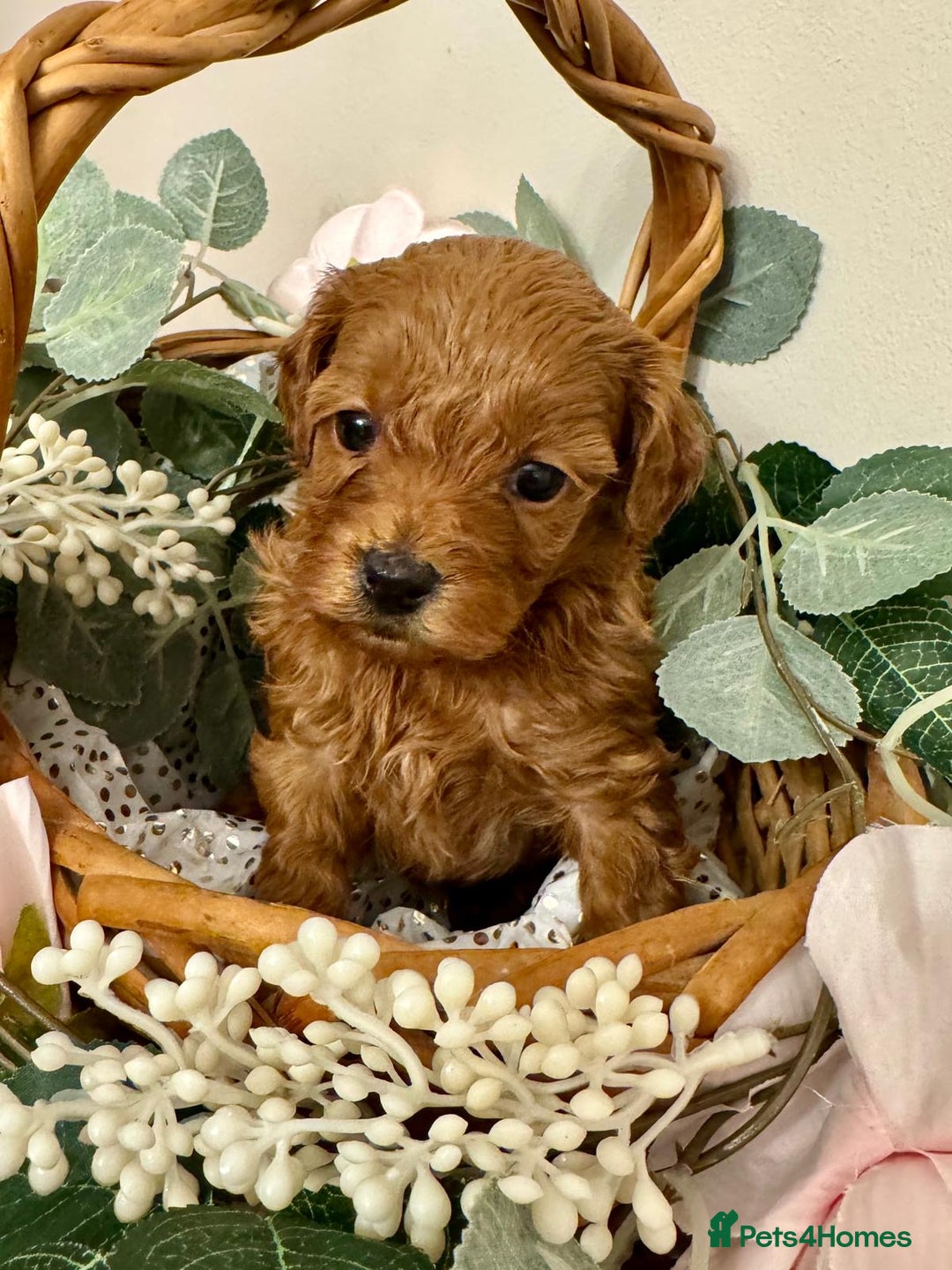 Cockapoo dogs for sale: Beautiful Cockapoo Puppies for Sale ✨🐾 - Advert 9