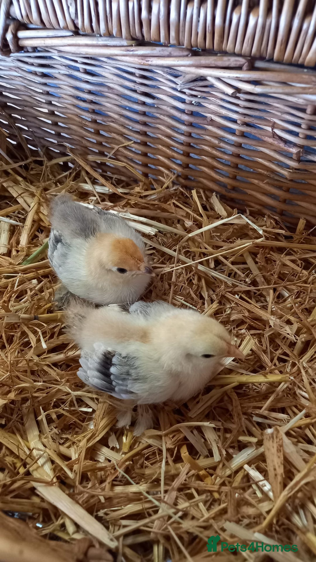 Chickens poultry for sale: Unsexed Mille Fleur Pekin Chicks For Sale  - Image 12