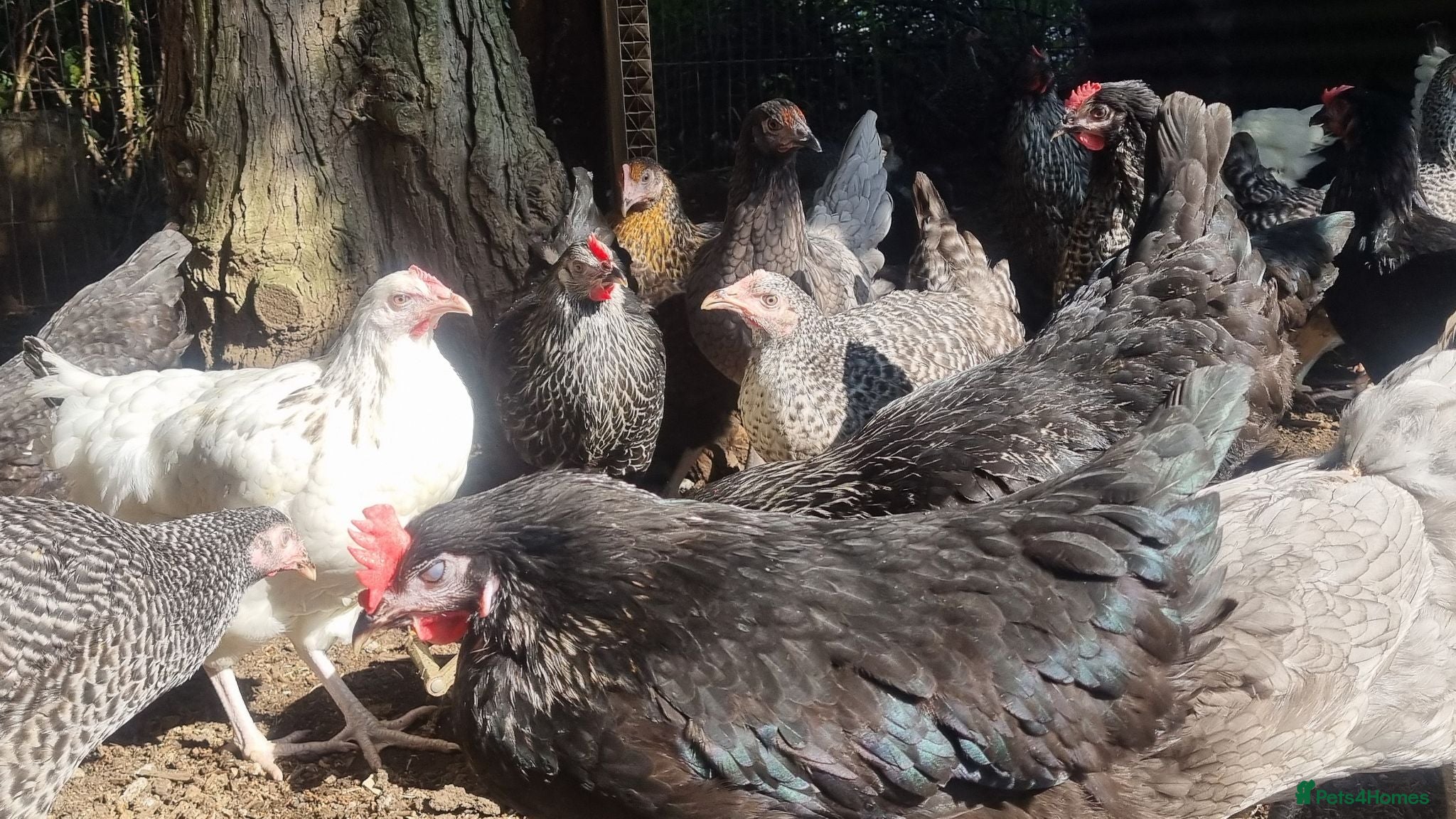 Chickens poultry bluebells, light Sussex, rhode rock, speckled - Advert 8