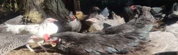 Chickens poultry for sale: bluebells, light Sussex, rhode rock, speckled - Advert 1