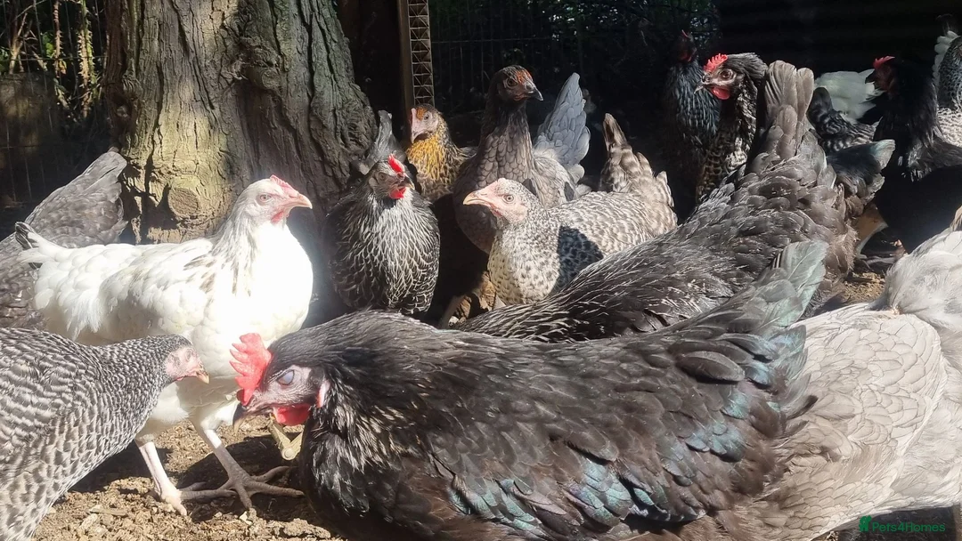 Chickens poultry for sale: bluebells, light Sussex, rhode rock, speckled - Advert 1