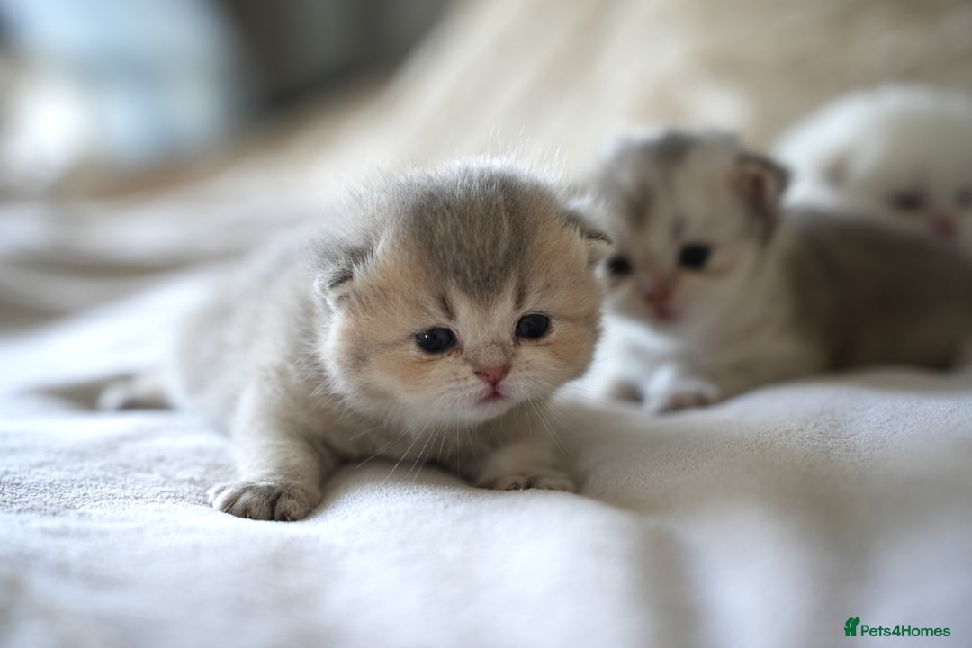 Scottish Fold cats for sale: Scottish fold - Image 14