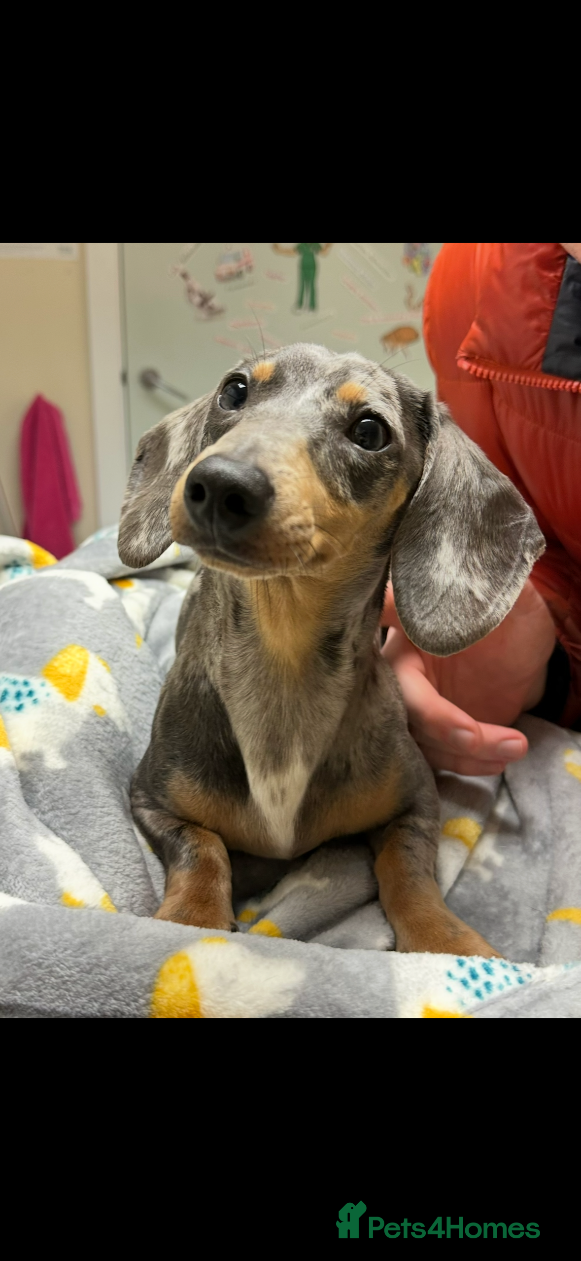 Miniature Dachshund dogs Gorgeous miniature dachshund puppies - Advert 1