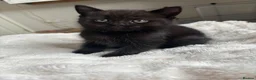 Mixed Breed cats for sale: 6 beautiful kittens  - Advert 11