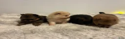 Pomeranian dogs for sale: Teddy Bear pomeranian puppies  - Advert 1