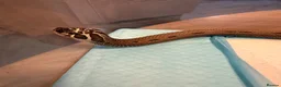 Snake reptiles for sale: Hognose male  - Advert 1