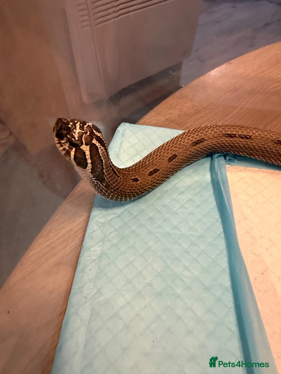 Snake reptiles for sale: Hognose male  - Advert 1