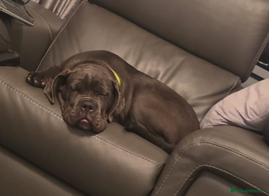 Cane Corso dogs for sale: Cane corso female - Advert 2