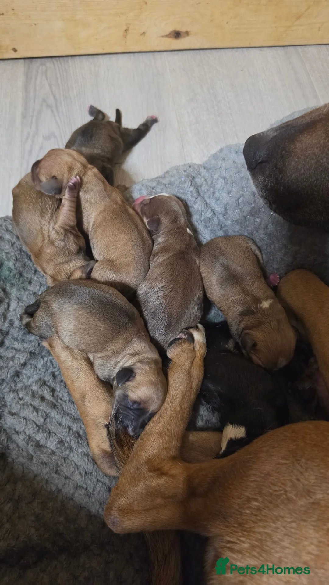 Staffordshire Bull Terrier dogs for sale: Staffy for sale - Advert 1