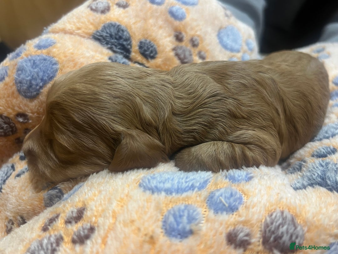 Cockapoo dogs for sale: Beautiful cockerpoo puppies  - Image 30