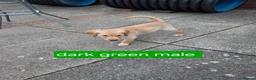 Golden Retriever dogs for sale: Beautiful golden retrivers - Advert 7