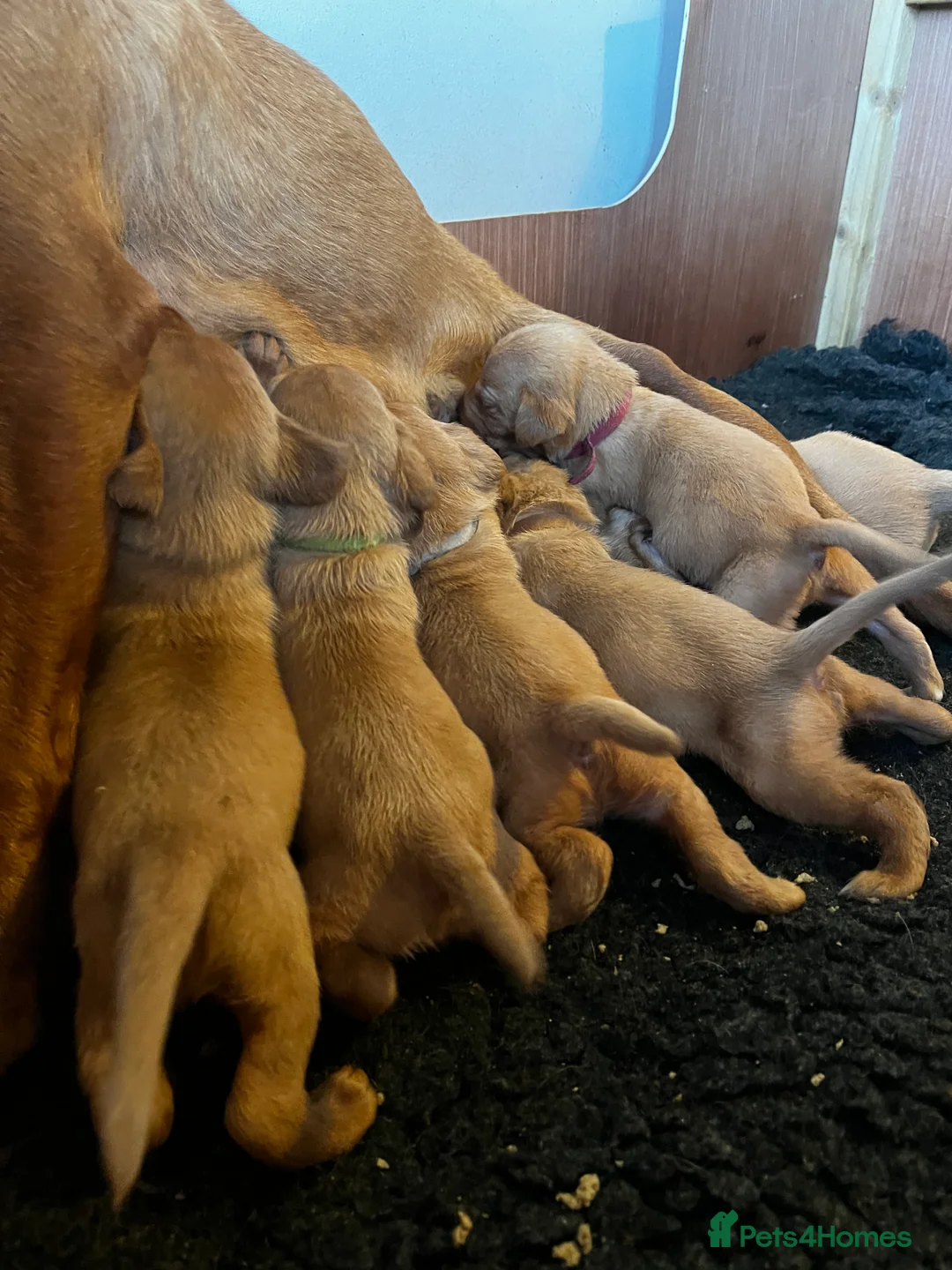 Labrador Retriever dogs for sale: Labrador Puppies - Advert 2