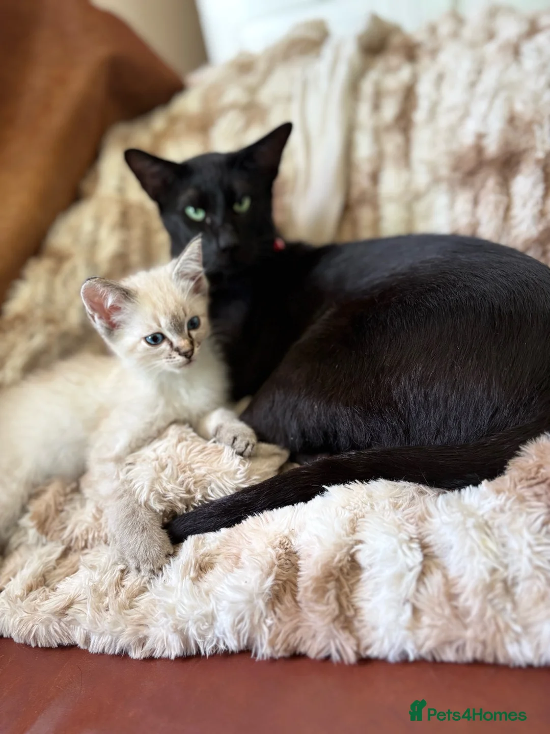 Oriental cats for sale: Stunning Oriental Ragdolls  - Advert 2