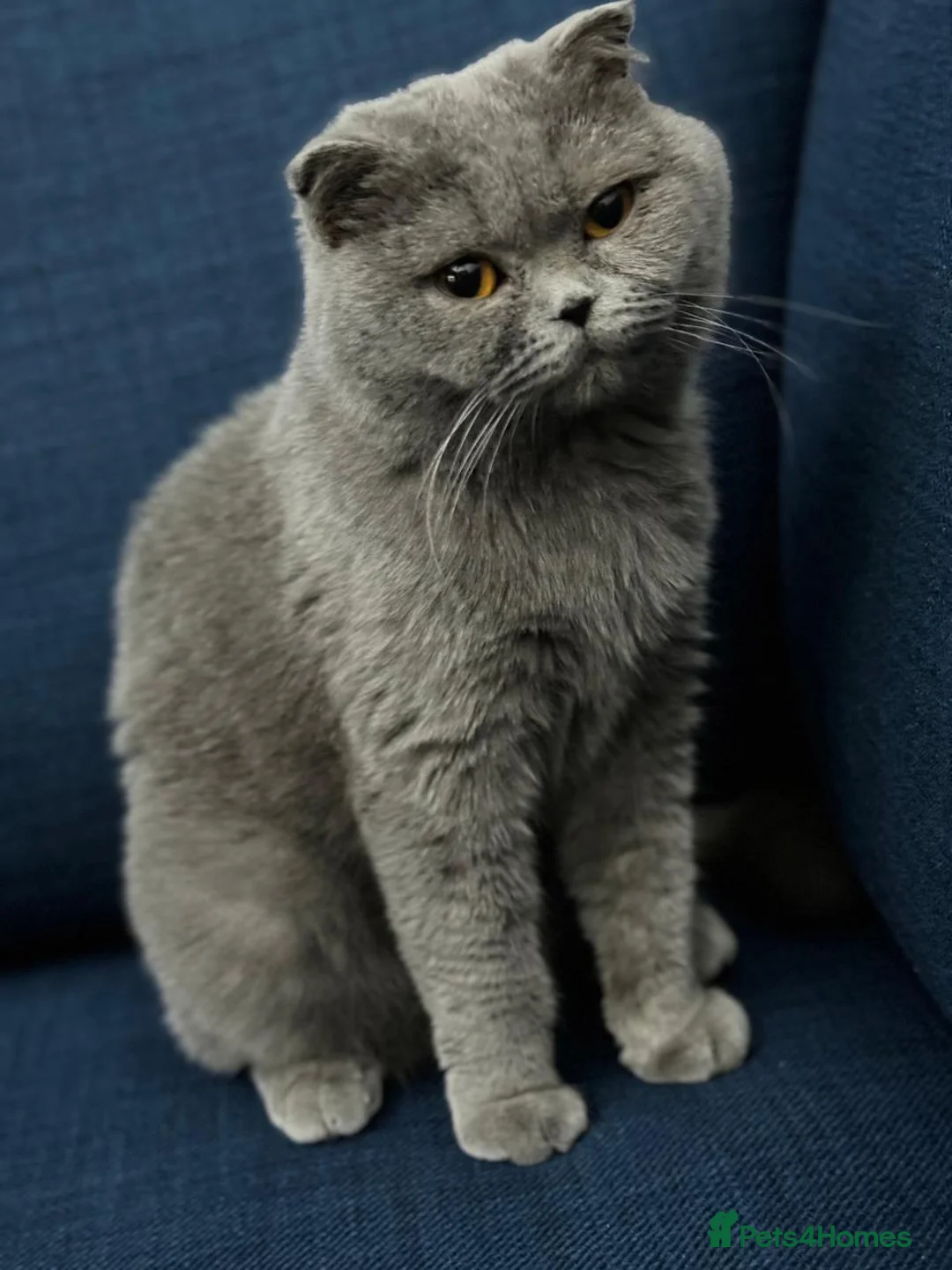 British Shorthair cats for sale: Purebred BSH Kittens- Premium & Imported Lineage - Advert 1