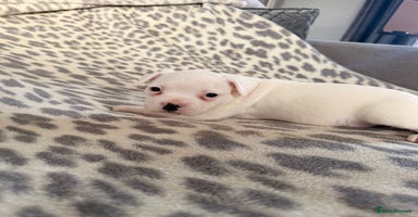 Mixed Breed dogs - Advert 2