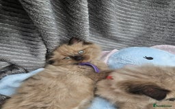 Ragdoll cats for sale: Beautiful Ragdoll Kittens  - Image 11