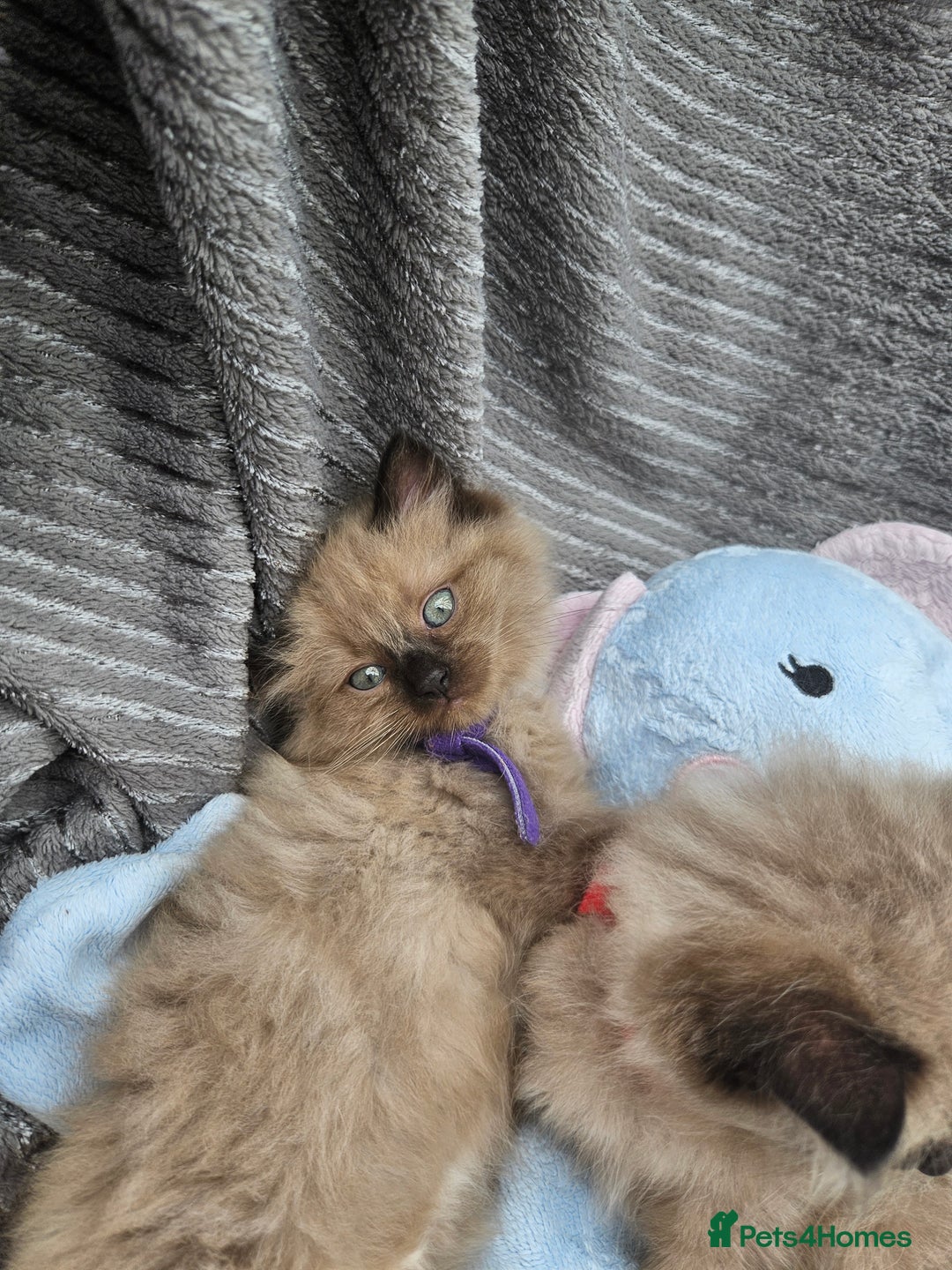 Ragdoll cats for sale: Beautiful Ragdoll Kittens  - Image 11