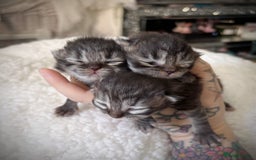 Mixed Breed cats for sale: Beautiful Persian Chinchilla cross kittens  - Image 14