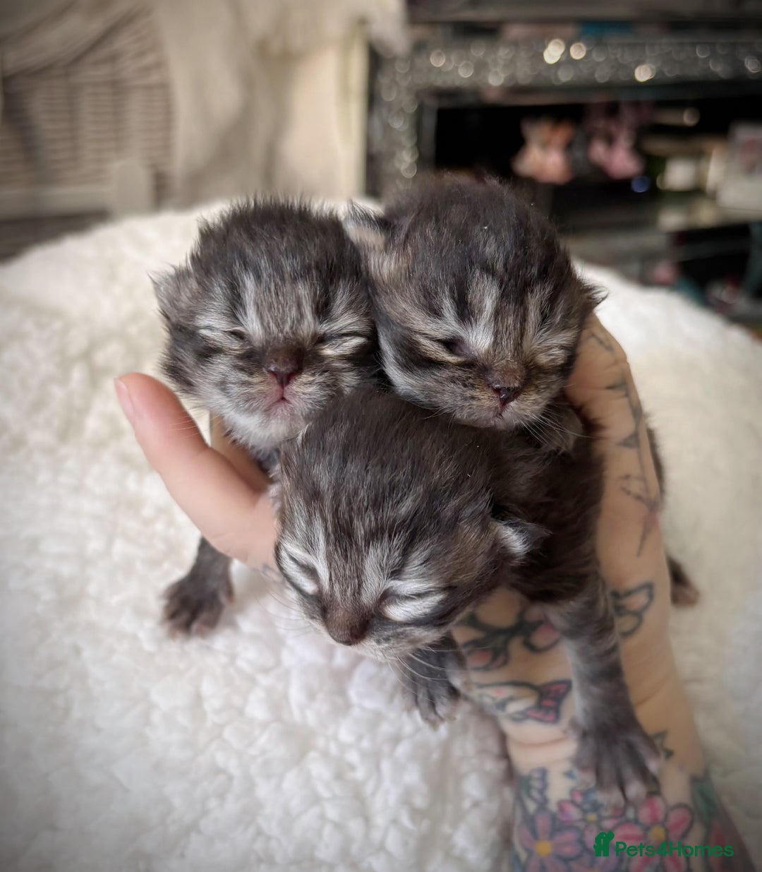 Mixed Breed cats for sale: Beautiful Persian Chinchilla cross kittens  - Image 14