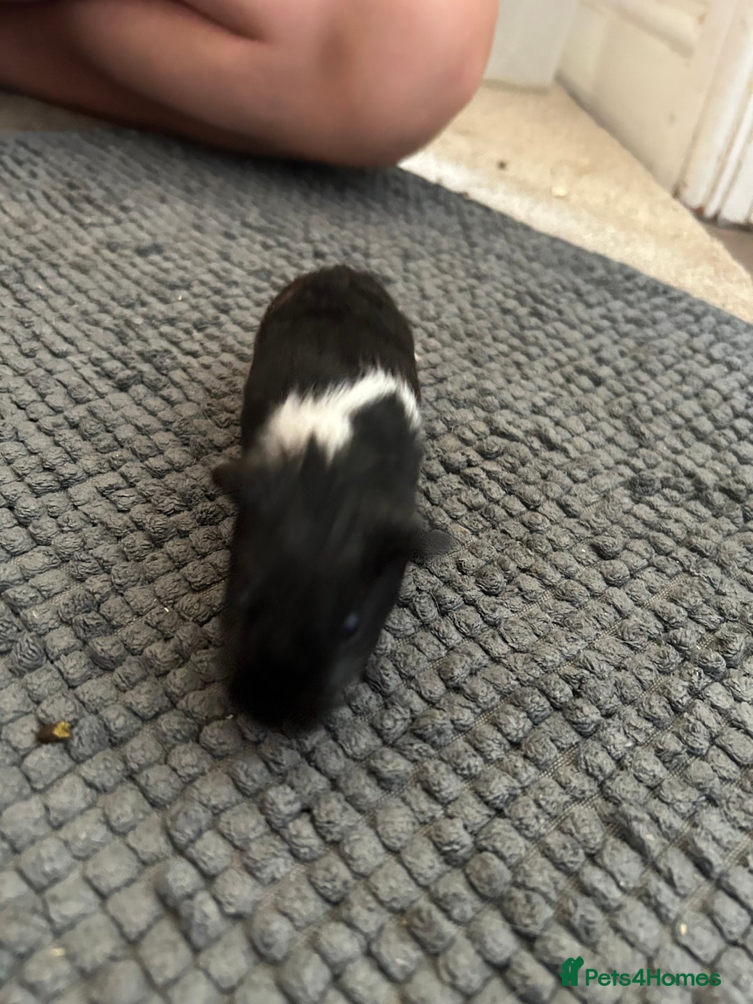 Guinea Pig rodents for sale: Guinea pigs for sale  - Image 14