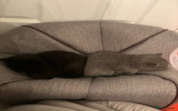 British Shorthair cats for sale: Stunning Pedigree British Shorthair Kittens in Portsmouth - Image 5