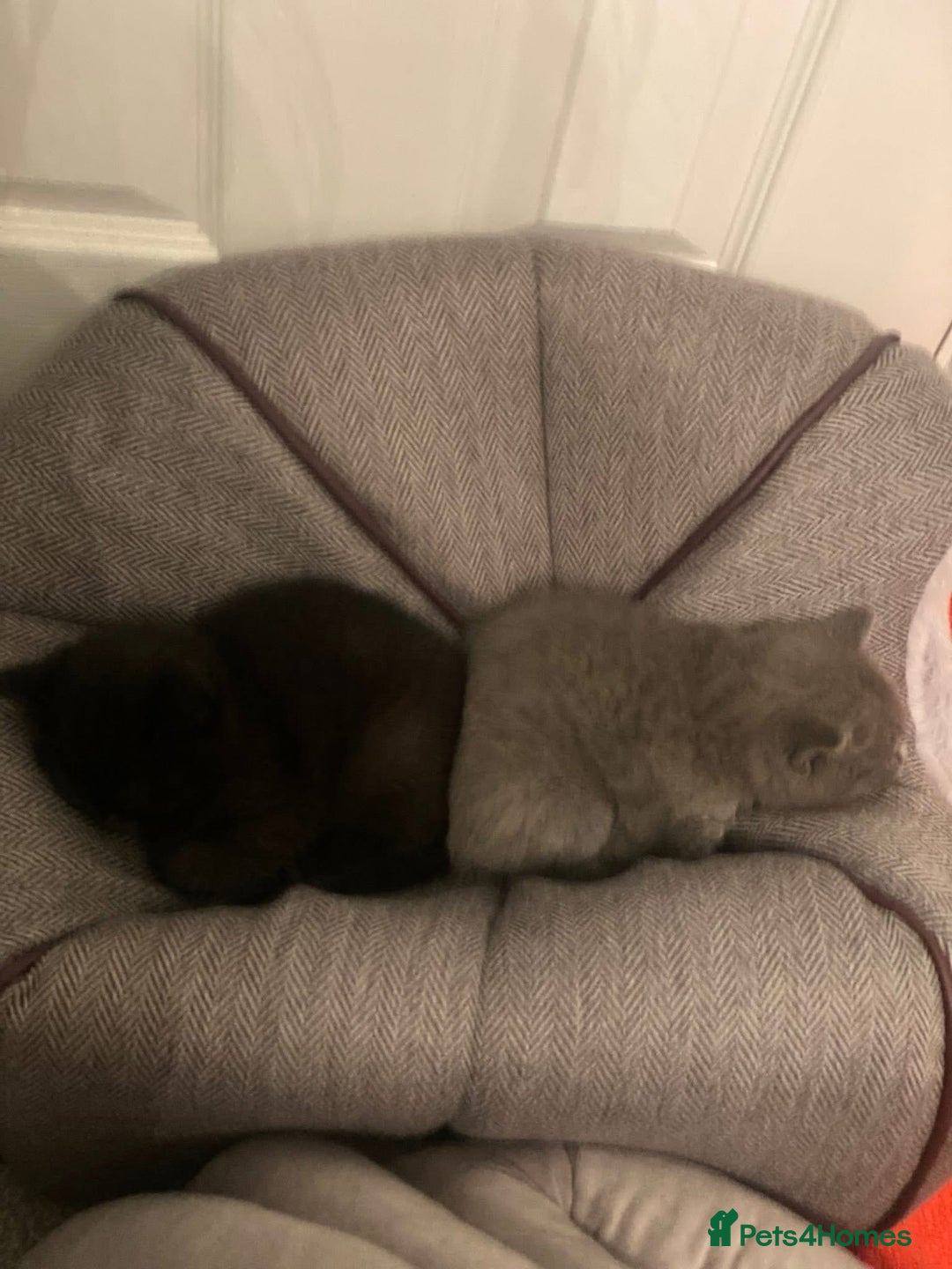 British Shorthair cats for sale: Stunning Pedigree British Shorthair Kittens in Portsmouth - Image 5