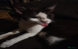 Mixed Breed cats for sale: 5 kittens looking for forever homes  - Image 3