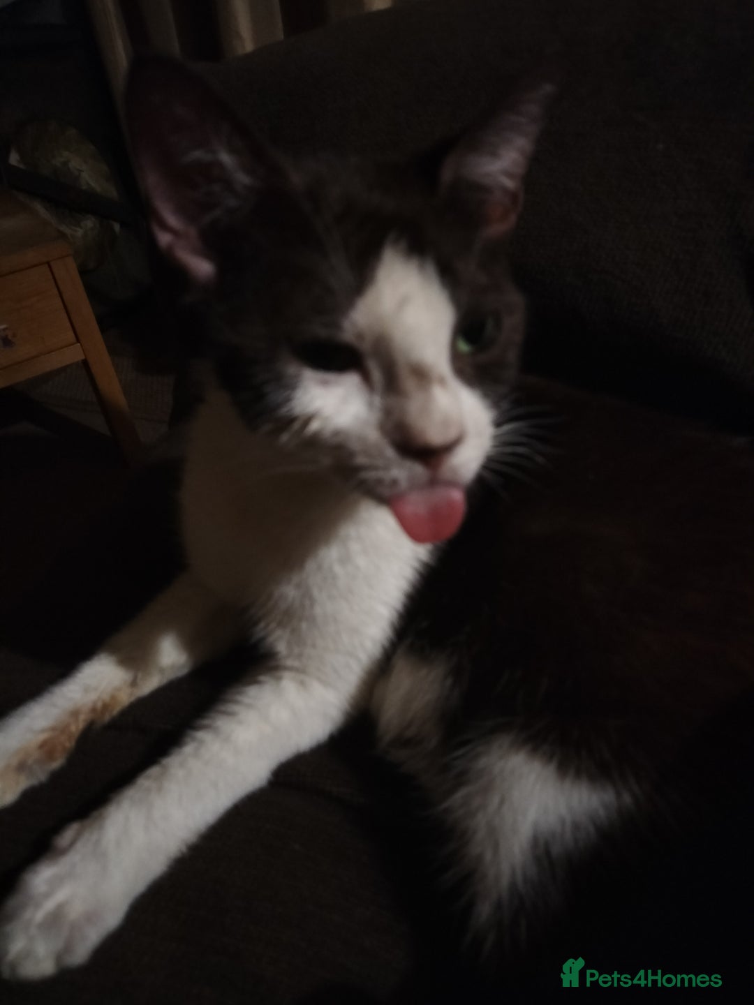 Mixed Breed cats for sale: 5 kittens looking for forever homes  - Image 3