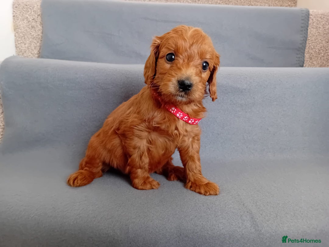 Goldendoodle dogs for sale: Gorgeous F1b Goldendoodles - Advert 15