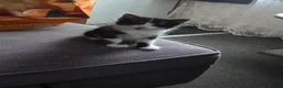 Mixed Breed cats for sale: four little kittens in Edinburgh - Advert 4