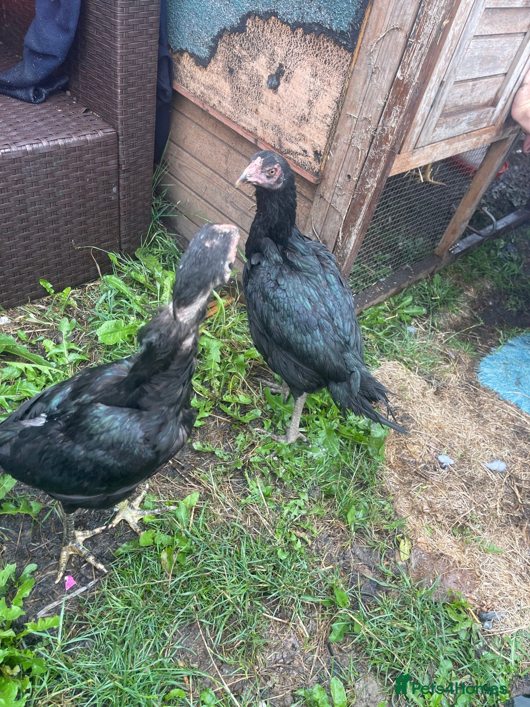 Chickens poultry for sale: Aseel chickens  - Image 6