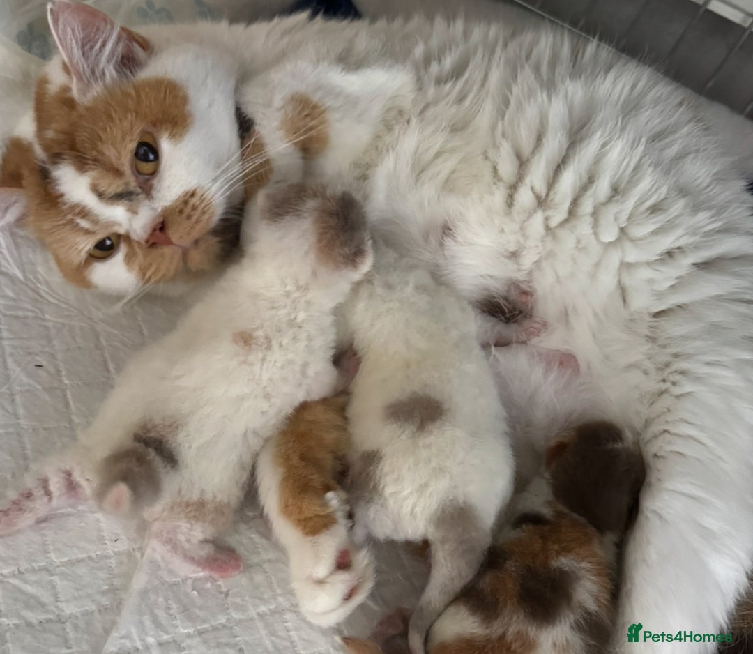 British Shorthair cats for sale: Lilac and white harlequin bsh boy  - Image 6