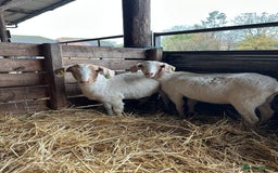 Goats livestock for sale: Saanen Nannie’s  - Advert 1