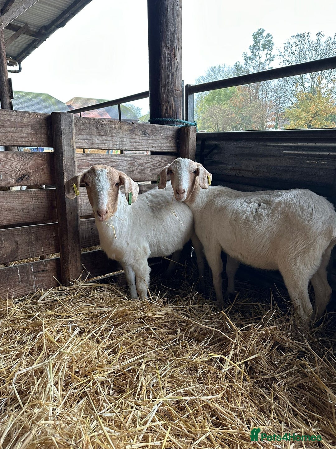 Goats livestock for sale: Saanen Nannie’s  - Advert 1