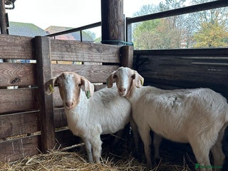 Goats livestock for sale: Saanen Nannie’s - Advert 2