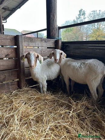 Goats livestock Saanen Nannie’s - Advert 1