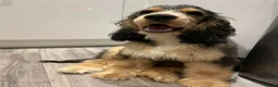 Cocker Spaniel dogs for stud: Show cocker spaniel stud in Mansfield - Advert 1