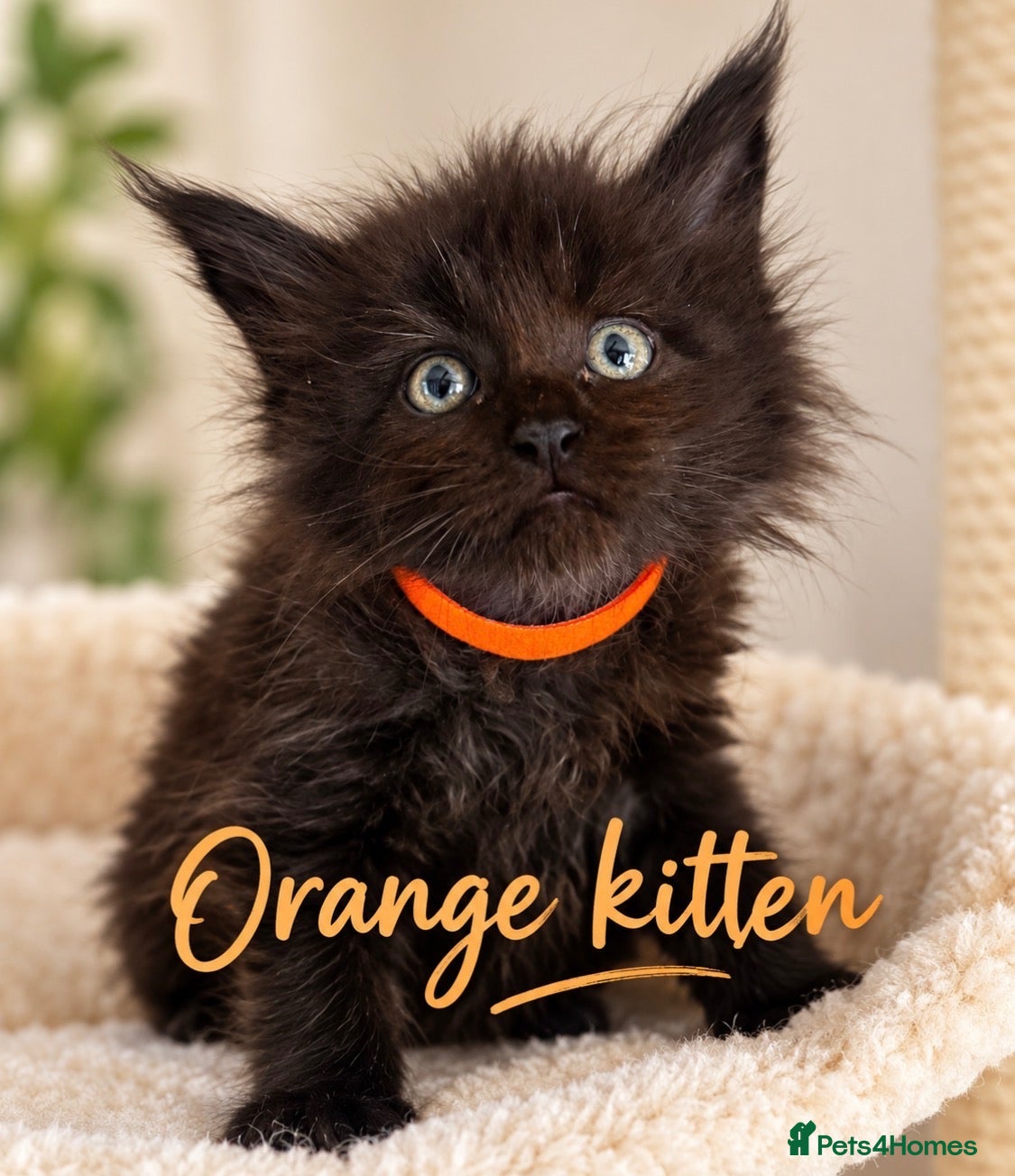 Maine Coon cats READY NOW , TICA REG MAINECOONS  - Advert 1