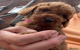 Cockapoo dogs for sale: Cockapoo  - Image 10